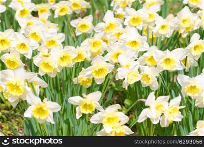 Field of beautiful white narcissuses, soft backhround
