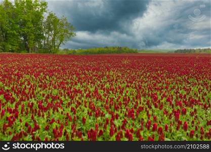 Field of blood clover in Burgundy in France