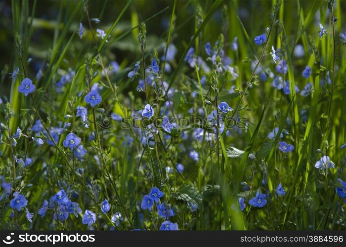 Field of blooming blue forest flowers in the sun. Blooming flowers sinii