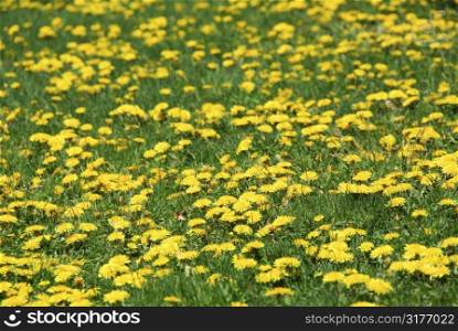 Field of blooming dandelions
