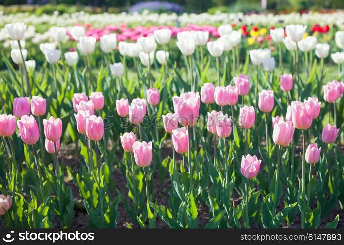 Field of blooming different color tulips on sunny day