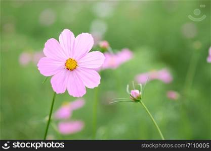 field of blooming pink cosmos flower in the garden, Thailand.