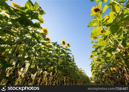 Field of blooming sunflower in the summer, blue sky