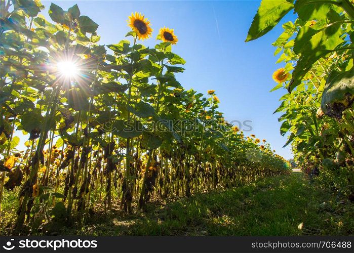 Field of blooming sunflower in the summer, blue sky