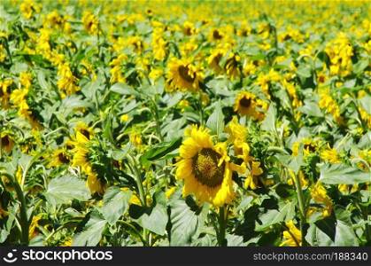 field of blooming sunflowers 