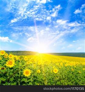 Field of blooming sunflowers and sunrise. Agricultural landscape.