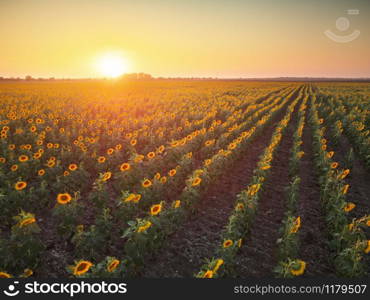 Field of blooming sunflowers at sunset. Nature composition.