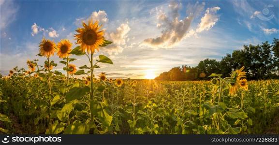 Field of blooming sunflowers in a beautiful summer day