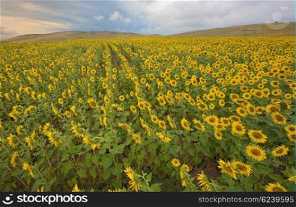 field of blooming sunflowers in summer time
