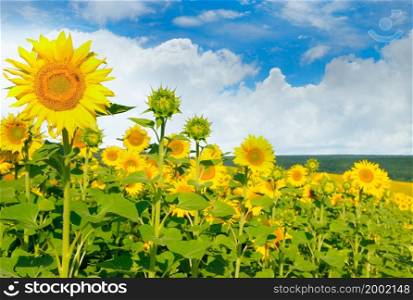 Field of blooming sunflowers on a background of blue sky. Shallow depth of field. Selective focus.