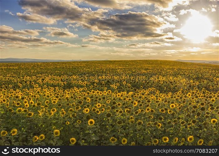 field of blooming sunflowers on a background of sun and blue sky