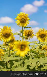 Field of blooming sunflowers on a blue sky with clouds. Background colorful sunflowers at bright summer