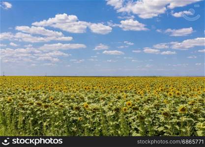 Field of blooming sunflowers on a blue sky with clouds. Background colorful sunflowers at bright summer