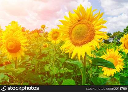 field of blooming sunflowers on blue cloudy sky. field of blooming sunflowers