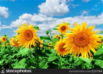 field of blooming sunflowers on blue cloudy sky. field of blooming sunflowers