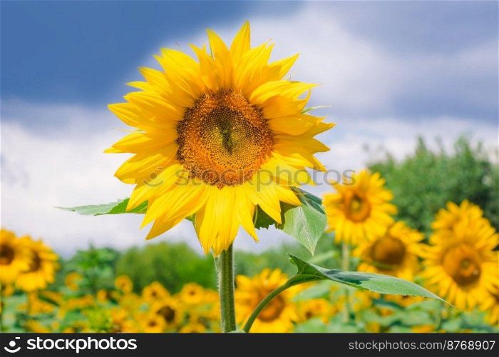Field of blooming sunflowers on the background of a blue cloudy sky. Beautiful blooming yellow sunflowers on a summer field. Sunflower landscape, amazing nature of summertime