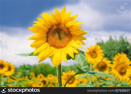 Field of blooming sunflowers on the background of a blue cloudy sky. Beautiful blooming yellow sunflowers on a summer field. Sunflower landscape, amazing nature of summertime
