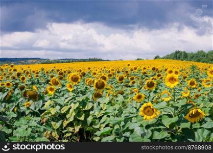 Field of blooming sunflowers on the background of a stormy sky. Beautiful blooming yellow sunflowers on a∑mer field. Sunflower landscape, amazing nature of∑mertime