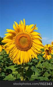 field of blossoming sunflowers against the blue sky, harvest. field of blooming sunflowers on a background of blue sky
