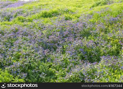 Field of blue flowers with the green grass