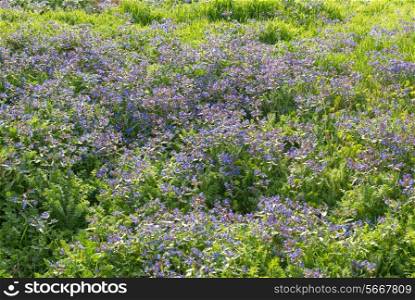 Field of blue flowers with the green grass