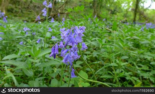 Field of BlueBells (Hyacinthoides)