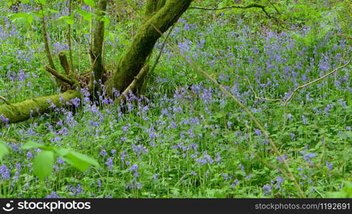 Field of BlueBells (Hyacinthoides)