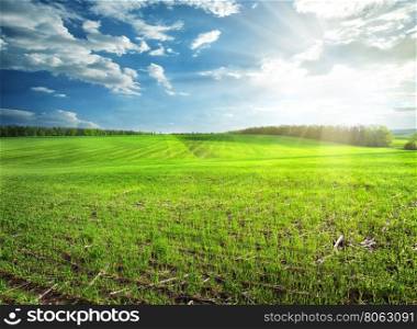 Field of bright green grass under blue sky. Field of bright green grass