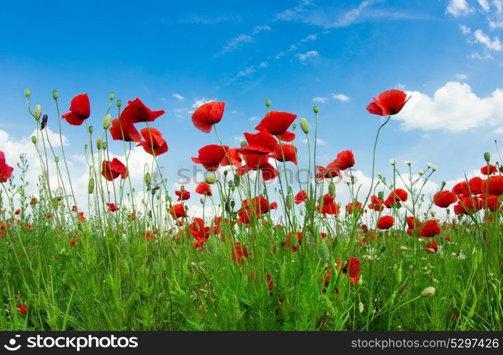 Field of bright red corn poppy flowers in summer