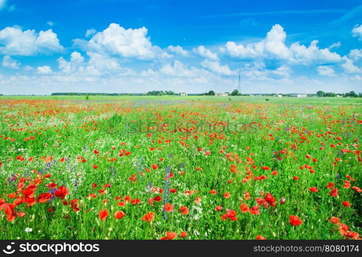 Field of bright red corn poppy flowers in summer