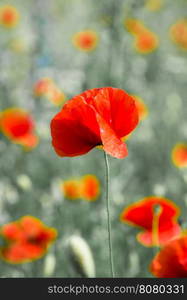 Field of bright red corn poppy flowers in summer