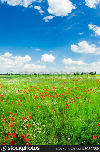 Field of bright red corn poppy flowers in summer