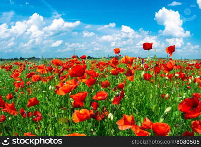 Field of bright red corn poppy flowers in summer