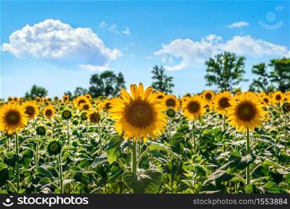 Field of bright sunflowers and blue cloudy sky. Field of sunflowers