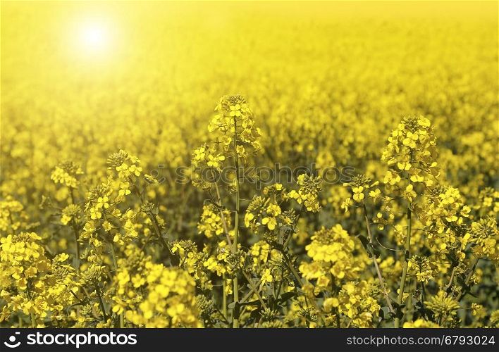 Field of bright yellow flowers winter cress