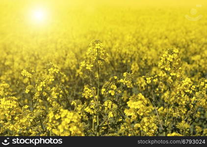 Field of bright yellow flowers winter cress