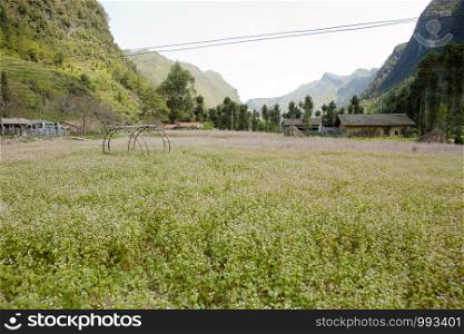 Field of buckwheat flowers at Ha Giang, Viet Nam. Ha Giang is famous for Dong Van karst plateau global geological park.