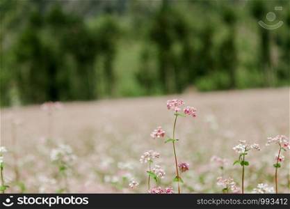 Field of buckwheat flowers at Ha Giang, Viet Nam. Ha Giang is famous for Dong Van karst plateau global geological park.
