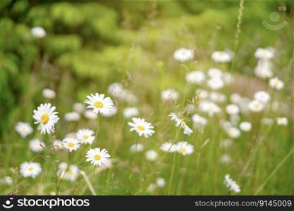 Field of camomiles. Camomile daisy flowers, sunny day. Summer daisies. Beautiful nature scene with blooming medical chamomilles. Alternative medicine. Spring flower background. Beautiful meadow. Field of camomiles. Camomile daisy flowers, sunny day. Summer daisies. Beautiful nature scene with blooming medical chamomilles. Alternative medicine. Spring flower background. Beautiful meadow.