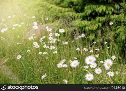 Field of camomiles. Camomile daisy flowers, sunny day. Summer daisies. Beautiful nature scene with blooming medical chamomilles. Alternative medicine. Spring flower background. Beautiful meadow. Field of camomiles. Camomile daisy flowers, sunny day. Summer daisies. Beautiful nature scene with blooming medical chamomilles. Alternative medicine. Spring flower background. Beautiful meadow.