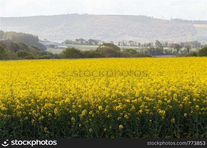 Field of canola in Brittany during spring