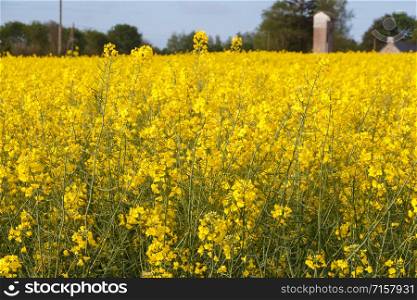 Field of canola with yellow flowers in Brittany during spring