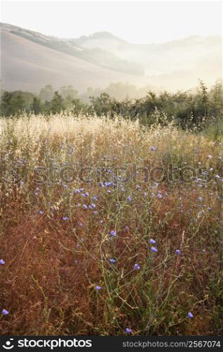 Field of chicory wildflowers and rolling hills in Tuscany, Italy.