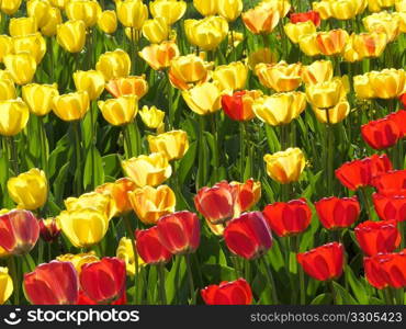 field of colorful tulips on a sunny spring day