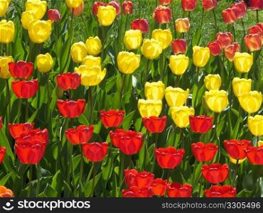 field of colorful tulips on a sunny spring day