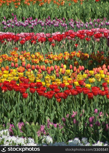 field of colorful tulips on a sunny spring day