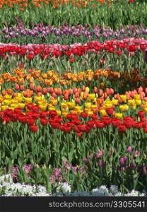 field of colorful tulips on a sunny spring day