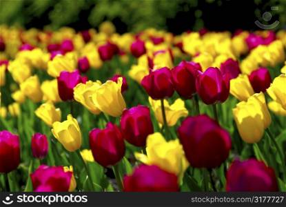 Field of colorful yellow and purple tulips