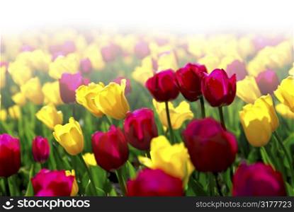 Field of colorful yellow and purple tulips with faded white background