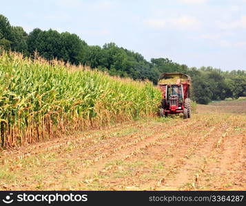 Field of corn being harvested in the late summer